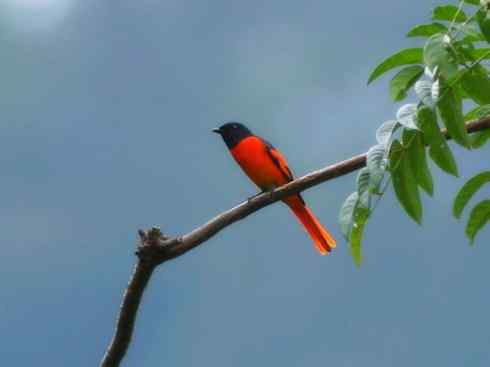 美丽无罪：雀鸟之山椒鸟