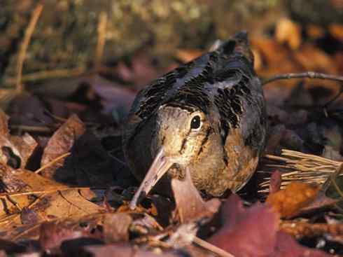 鸟类之最:小丘鹬 鸟类之最:小丘鹬