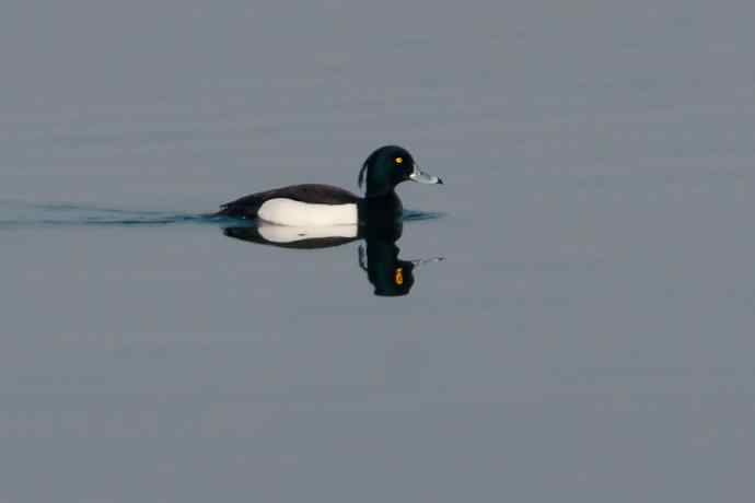 【新鸟】记录凤头潜鸭