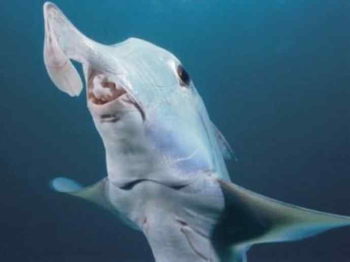 鱼类活化石：叶吻银鲛