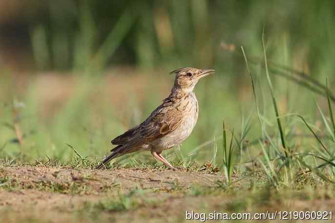 内蒙古鸟类摄影——凤头百灵