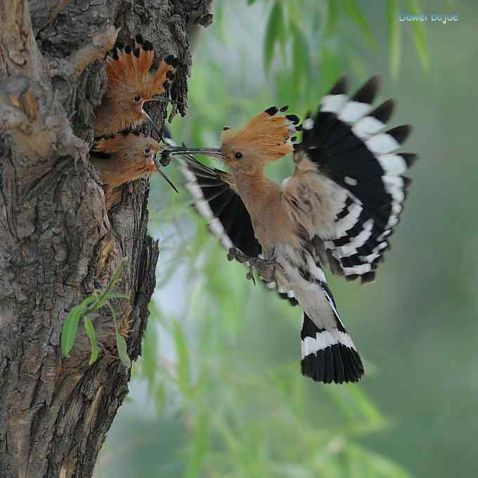 戴胜育雏(完全版)