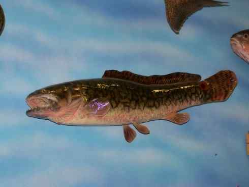 鱼类活化石：弓鳍鱼