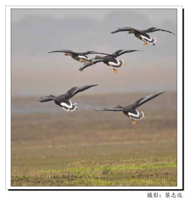 适马500mm镜头下的鄱阳湖大雁 适马500mm镜头下的鄱阳湖大雁