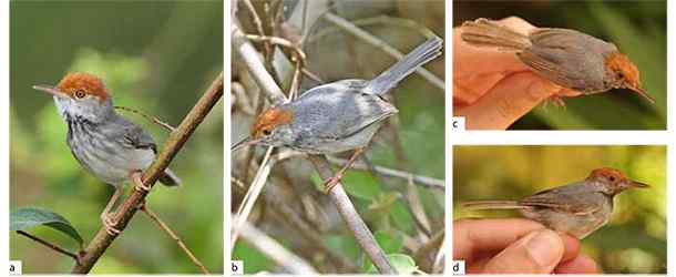 柬埔寨缝叶莺（Cambodian Tailorbird）的发现经过