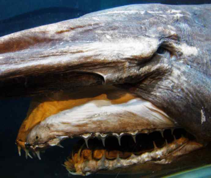 鱼类活化石：魔鬼鲨