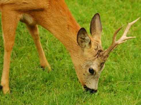 麒麟：传说的兽原型探秘（驼鹿）