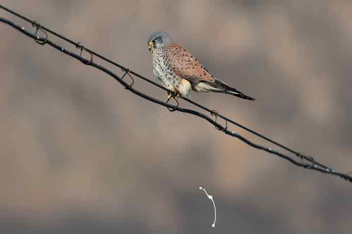 这只红隼很安逸