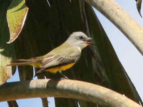 雀鸟也彪悍：四两拨千斤（王霸鹟）