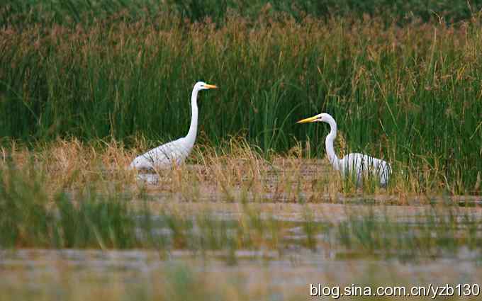 鸟的天堂9鈥斺斘诹核睾５哪信浣牵ㄗ橥迹