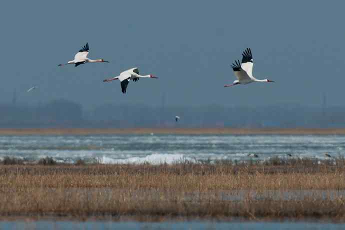 【新鸟】暮春观白鹤☆