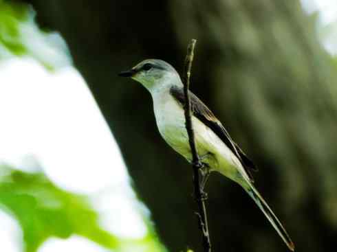 美丽无罪：雀鸟之山椒鸟