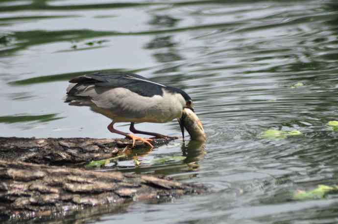 无头无尾的巧遇