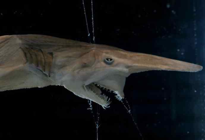 鱼类活化石：魔鬼鲨