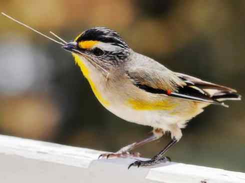 美丽无罪：雀鸟之欣赏