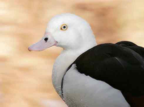 白头鸟系列:另类的美丽9 白头鸟系列:另类的美丽9