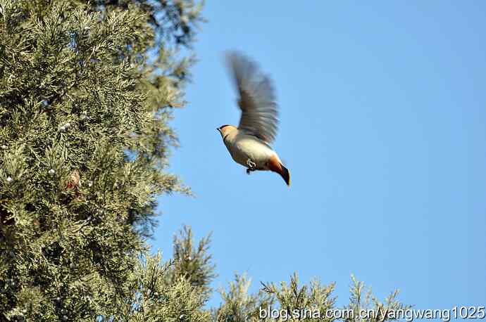 颐和园的收获（欢乐的太平鸟）2
