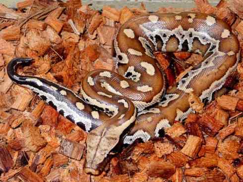 龙：传说的兽原型探秘（蟒蛇类）