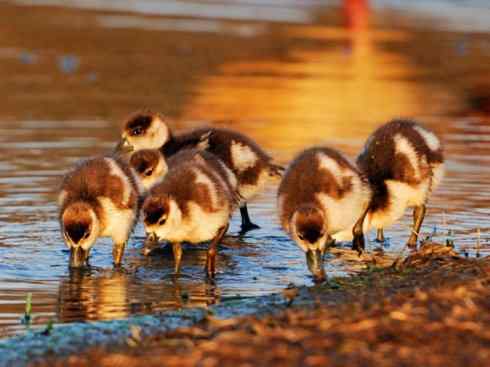 家禽驯化之源之三