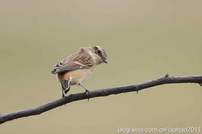 黑喉石鵖 黑喉石鵖