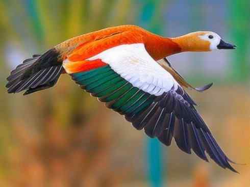 极品红色鸟类：红蜂虎