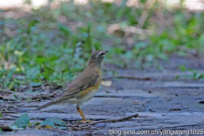 白眉鸫（记录版）