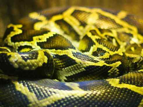 龙：传说的兽原型探秘（蟒蛇类）