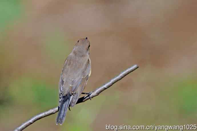 秋天的红喉姬鹟（14）
