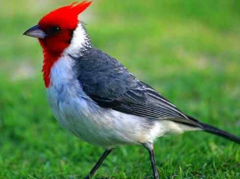 极品红色鸟类：红衣主教鸟