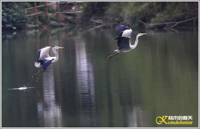 飞翔的鈥滒剽潯菊掌