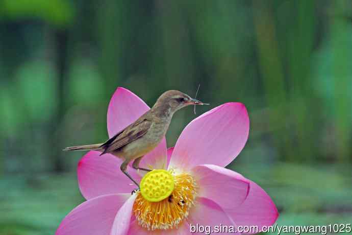 捕捉到豆娘的东方大苇莺