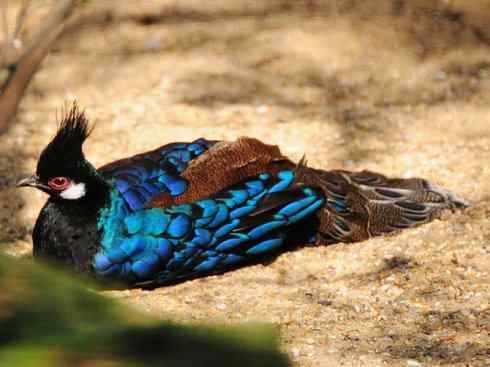 凤凰：传说中的鸟原型探秘（孔雀雉）