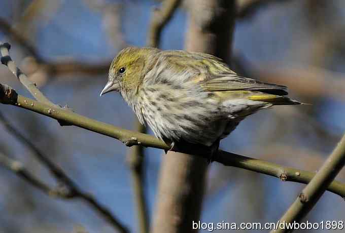 黄雀和植物园众小鸟 黄雀和植物园众小鸟