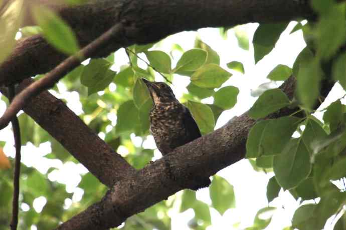 摄鸟拾趣(六) wbr乌鸫dong(幼鸟) wbr2012.06 摄鸟拾趣(六) wbr乌鸫dong(幼鸟) wbr2012.06