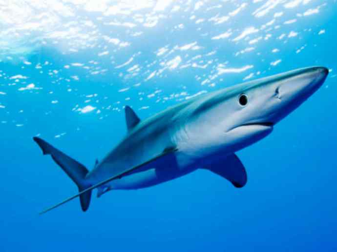 鱼类活化石：魔鬼鲨