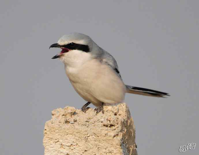 楔尾伯劳吐食丸