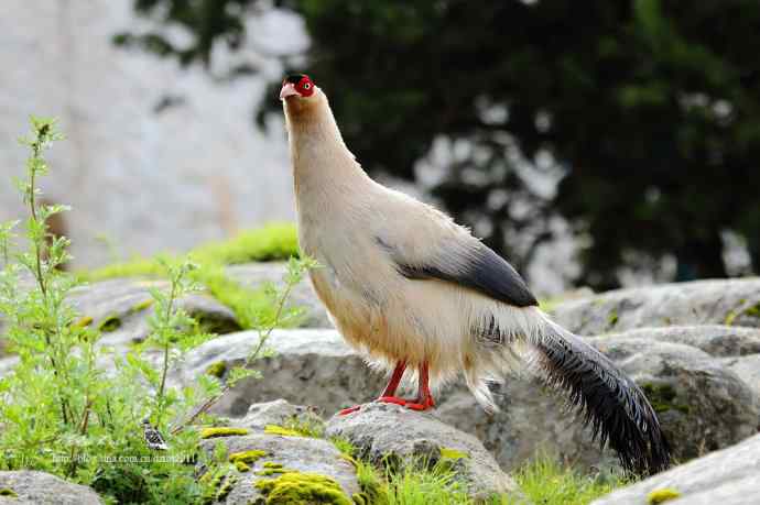 川西行鈥斺敯茁砑