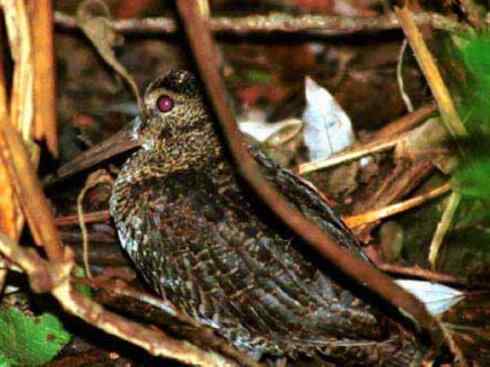 鸟类之最:小丘鹬 鸟类之最:小丘鹬