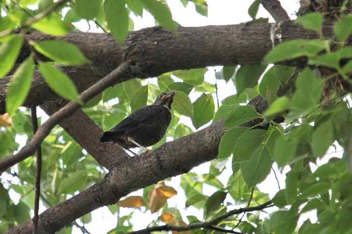 摄鸟拾趣(六) wbr乌鸫dong(幼鸟) wbr2012.06 摄鸟拾趣(六) wbr乌鸫dong(幼鸟) wbr2012.06