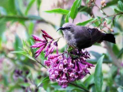 美丽无罪：雀鸟之太阳鸟