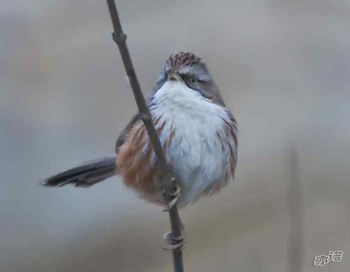 永定河峡谷的小鸟