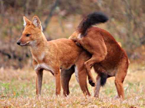 狈：传说的兽原型探秘（豺）