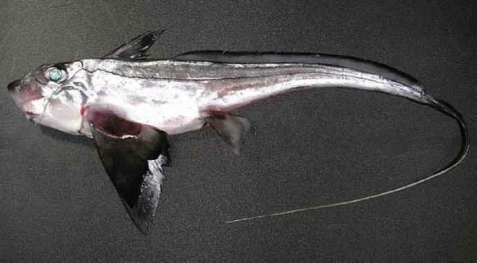 鱼类活化石：银鲛