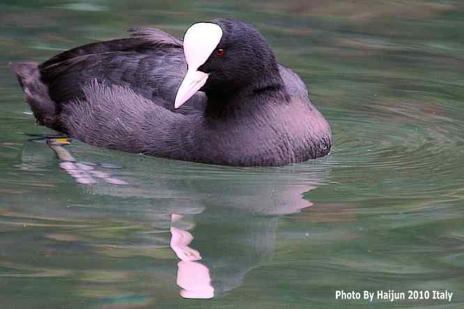 【亚平宁半岛之旅 wbr. wbr角逐白骨顶】