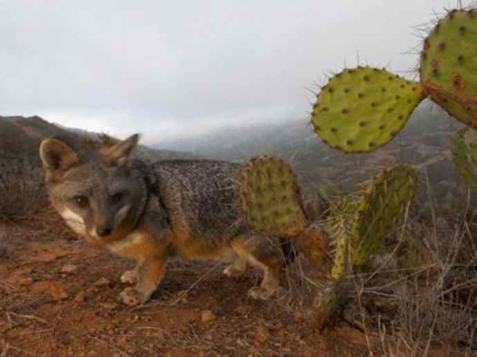 犬科：狐亚科灰狐属之灰狐、岛屿灰狐