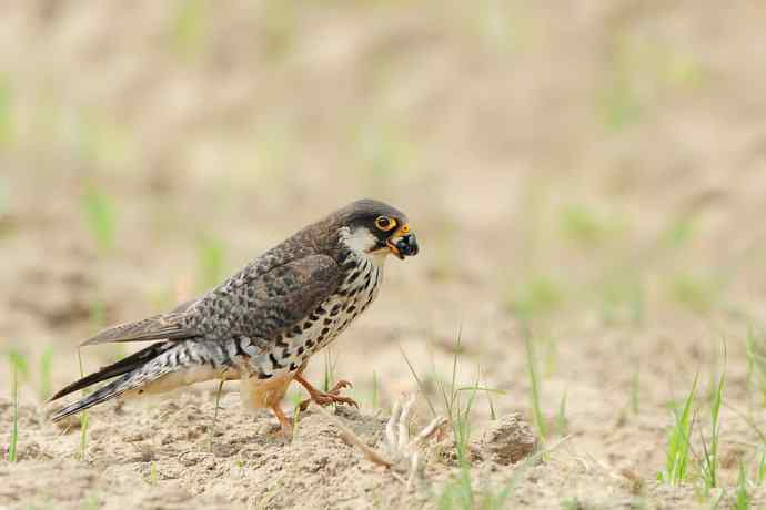 餐前开胃的阿穆尔隼