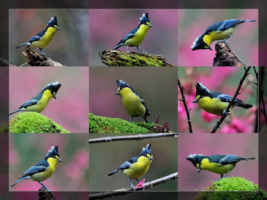 黃山雀 (Taiwan Tit)