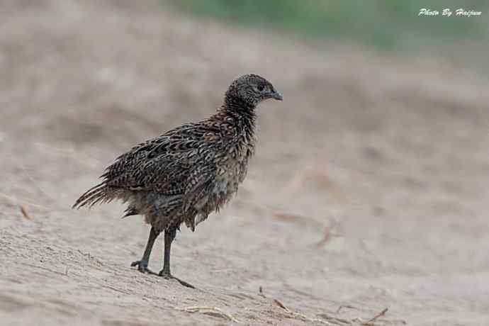 雾天鈥斺斠把己的早晨