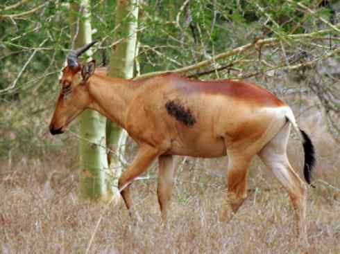 麒麟：传说的兽原型探秘（狷羚）