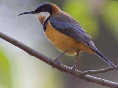 极品红色鸟类：绯红摄蜜鸟